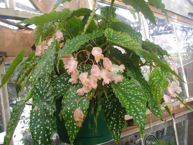 B. ‘Ethyl Albertson’